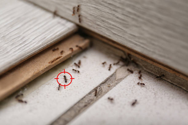Best Pest Control for Homes  in Elmore, OH