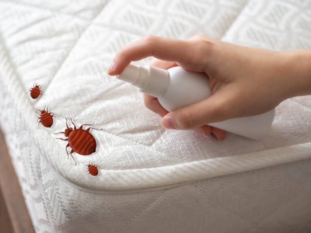 Best Termite Control Services  in Elmore, OH